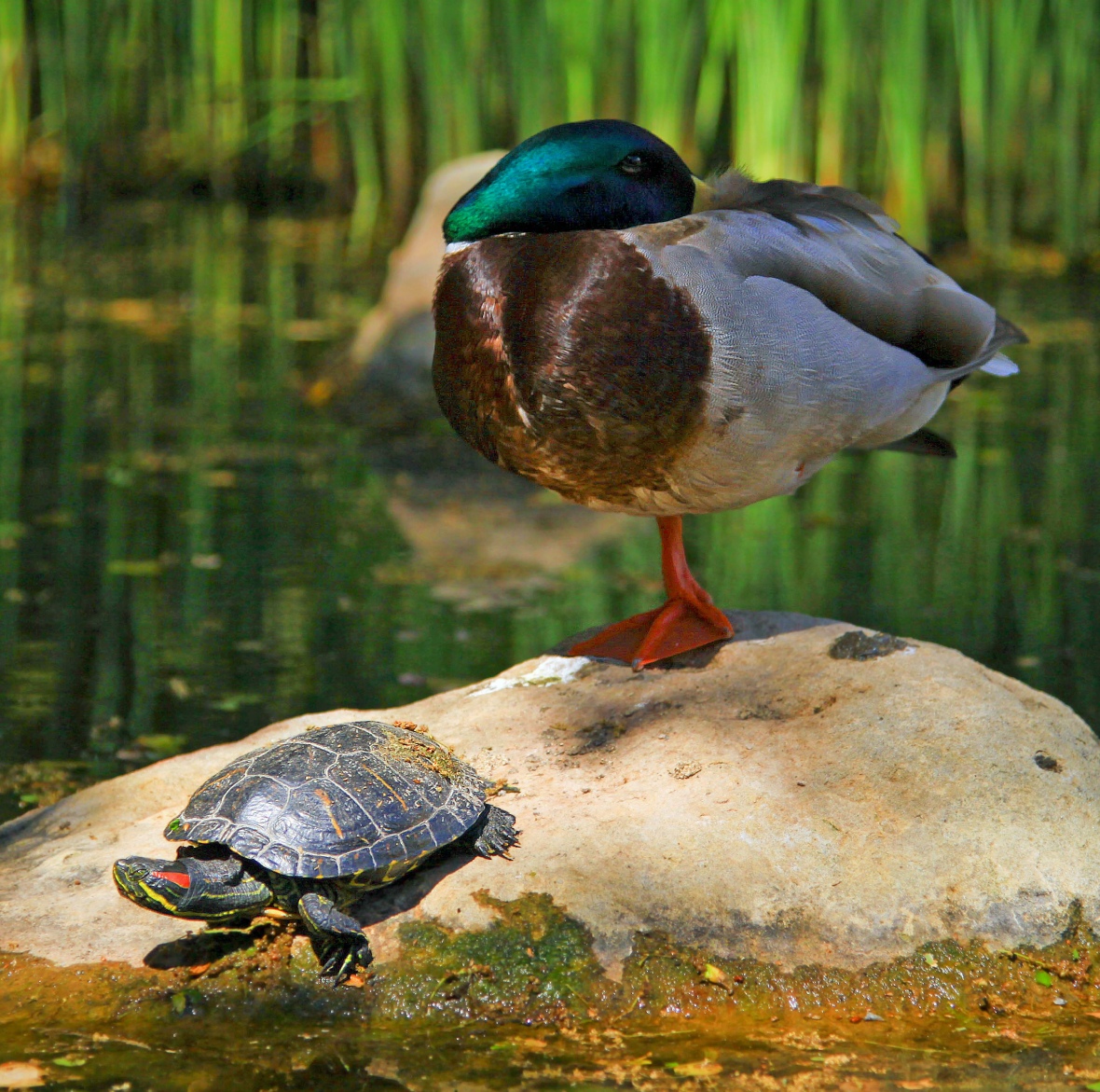 Tortoise_and_the_duck.jpg